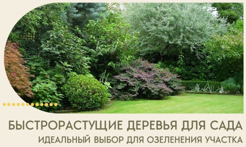 Быстрорастущие деревья для сада идеальный выбор в Острогожске