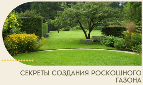 Секреты создания роскошного газона в Острогожске